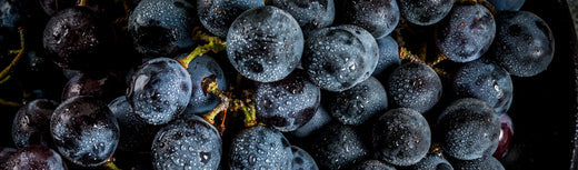 Resveratrol - is it the true elixir of youth?