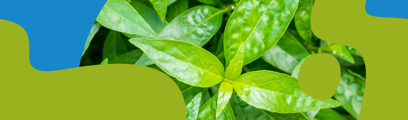 Andrographis: Properties, Uses & Supplements