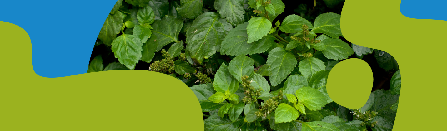 Patchouli Essential Oil: Benefits, Uses & Properties