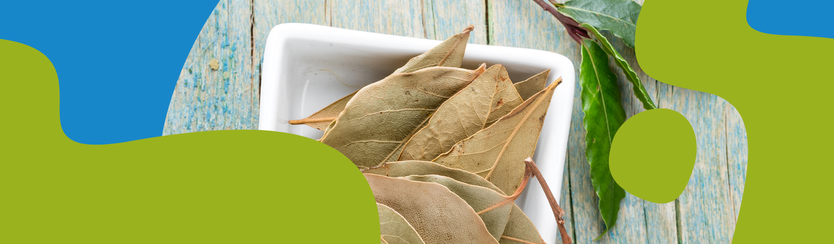 Bay Laurel Oil: Properties, Uses & Benefits