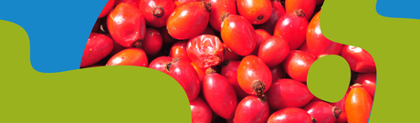 Wild Rosehips: When to Harvest, Dry & Use