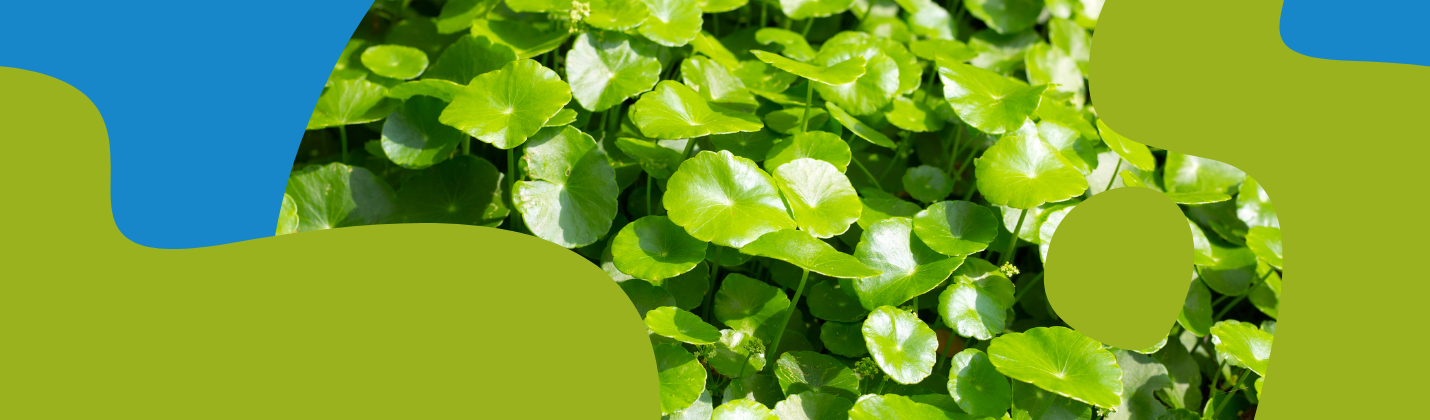 Gotu Kola (Centella Asiatica): Benefits, Uses & Supplements